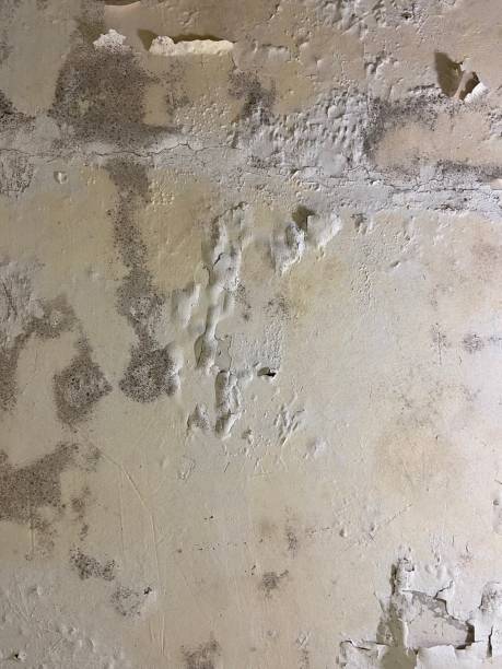 Best Post-Flood Mold Remediation in Lone Tree, IA